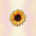Sticker - Sunflower